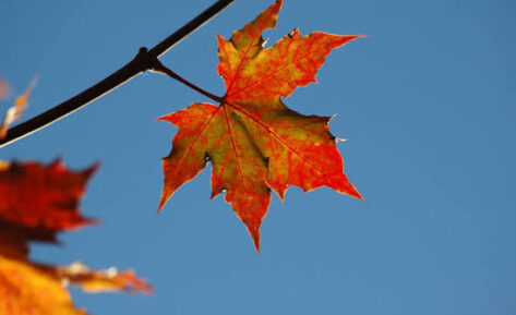 Herfstvakantie: geen training
