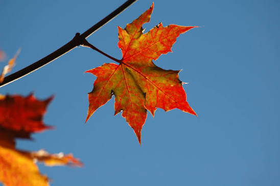 Herfstvakantie: geen training